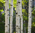 White Birch